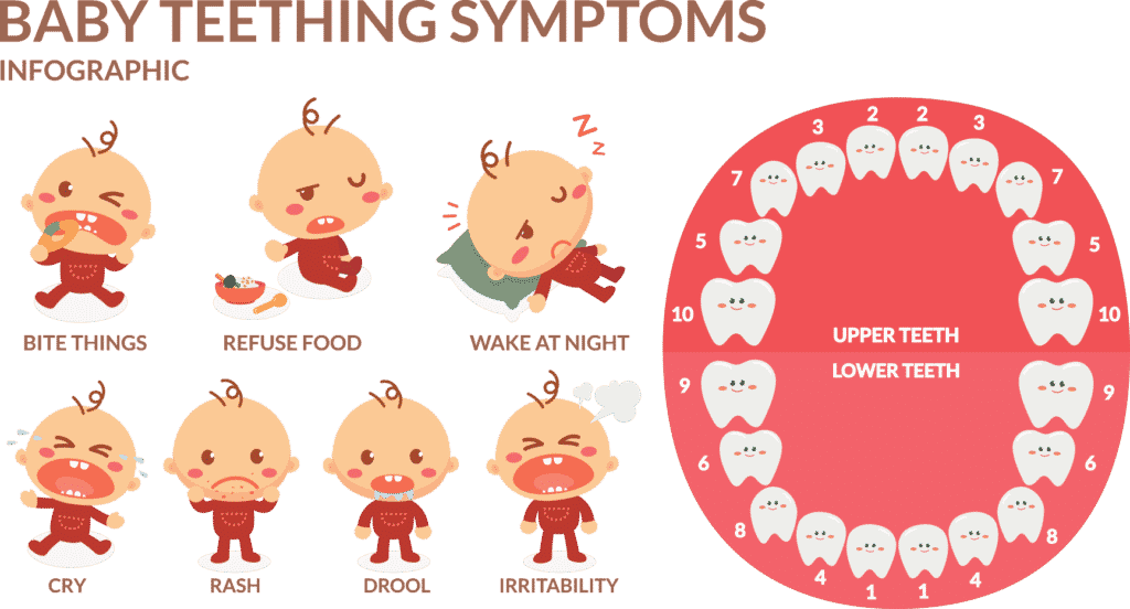 Teething Symptoms Infographic
